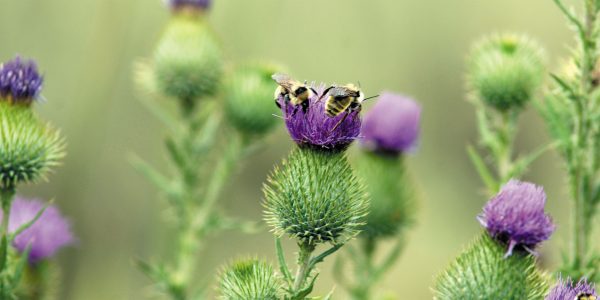 bees-on-purple-flower