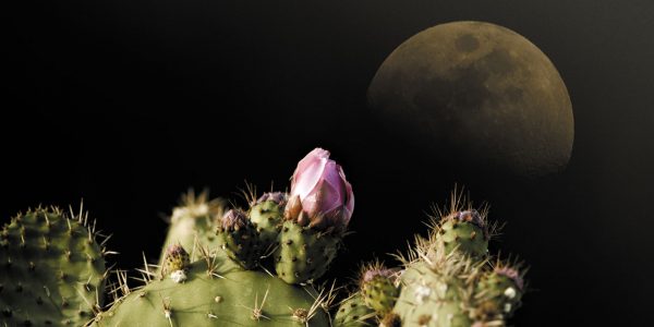 cactus-moon