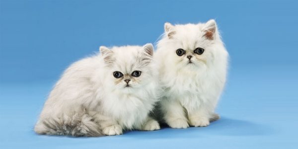 persian-kittens