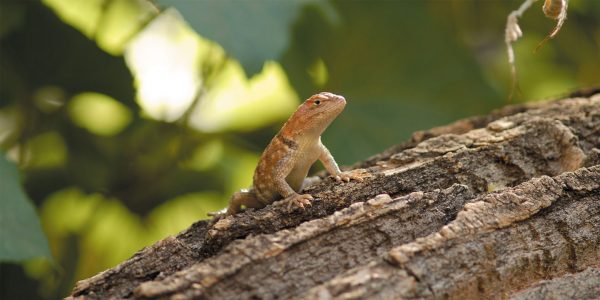 small-gecko