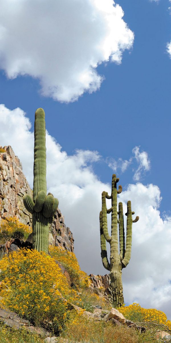 two-tall-saguaro